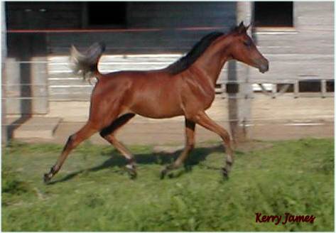 Yearling Show Filly